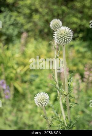 Echinops ritro o la pianta del globethistle meridionale prima della fioritura Foto Stock