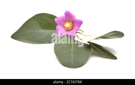 Fiori di colore rosa di Lagunaria patersonia, struttura piramidale, isolato su bianco Foto Stock