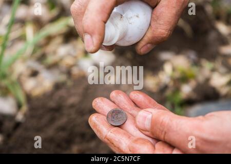 l'archeologo digger trovò una vecchia moneta antica e la lavò. Foto Stock