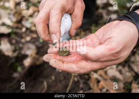 Un digger maschile ha trovato una vecchia moneta storica nella foresta e la lava Foto Stock