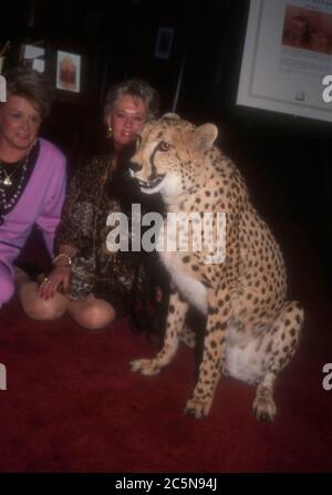 Beverly Hills, California, USA 5 Dicembre 1995 attrice Tippi Hedren partecipa al Promo for Humane from Hollywood event con il suo ghepardo da Shambala, presso l'Alfred Dunhill Store il 5 Dicembre 1995 a Beverly Hills, California, USA. Foto di Barry King/Alamy Stock foto Foto Stock