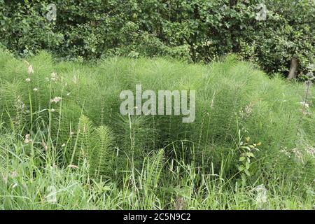 Invasione di terra arabile nel Peak District National Park Foto Stock