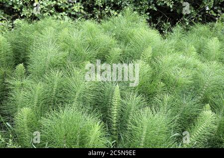 Invasione di terra arabile nel Peak District National Park Foto Stock