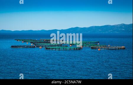 Grandi gabbie per l'allevamento ittico all'isola di Evia, in Grecia. Foto Stock