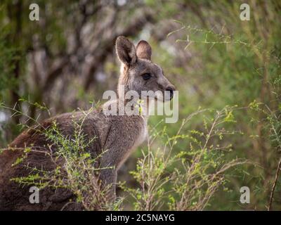 Canguro grigio orientale nello scrub - Macropus giganteus Foto Stock