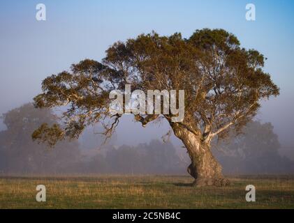 Un albero di gomma di Lone gigante in un campo Foto Stock