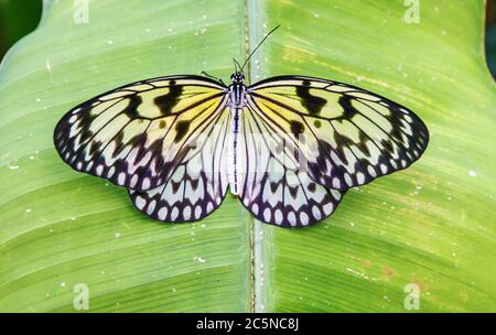 Primo piano di una bella carta aquilone farfalla (idea leuconoe) poggiante su una foglia verde. Foto Stock