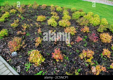 fioritocco con pacciame dalla corteccia di un albero per piante in un parco con un prato verde. Foto Stock