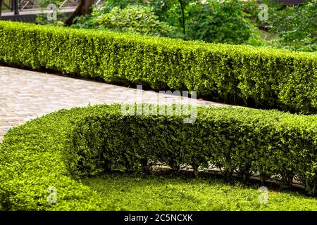 cespugli di legno di bosso curati in un parco con giardini e un passaggio pedonale. Foto Stock