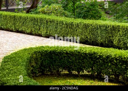 cespugli di bosso rifiniti in un parco ben curato con giardini e un sentiero pedonale. Foto Stock