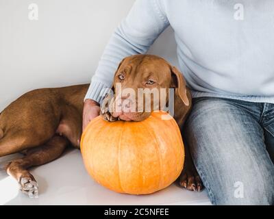 Bell'uomo e un adorabile, grazioso cucciolo Foto Stock