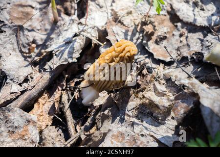 Fungo Morchella sul terreno. Cerca funghi porcini. Foto Stock