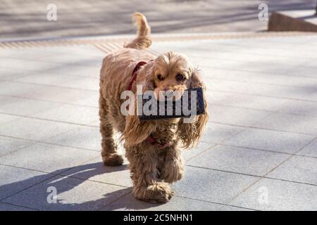 Un cane cammina lungo una strada cittadina sul marciapiede illuminato dalla luce solare e porta una borsa con soldi in bocca. Foto Stock
