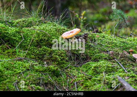 Dalla Foresta delle fiabe del Palatinato superiore. Funghi nella valle di Waldnaab, Baviera, Germania Foto Stock