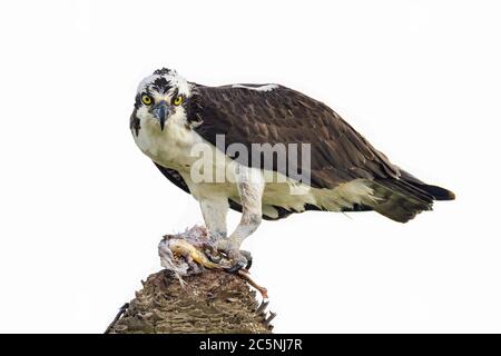 Osprey è guardare dritto negli occhi. Foto Stock