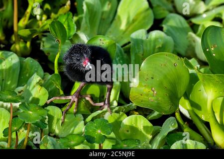 Comune Moorhen pulcino chiedendosi sulla zona umida Foto Stock