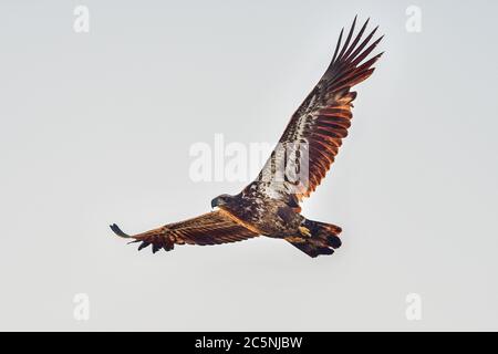 Giovane aquila baldone volata alla prima luce del giorno Foto Stock