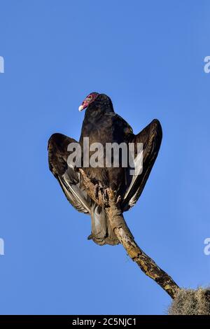 Tacchino avvoltoio hanno trovato il luogo perfetto per riscaldarsi al mattino quando il sole sta alzando Foto Stock