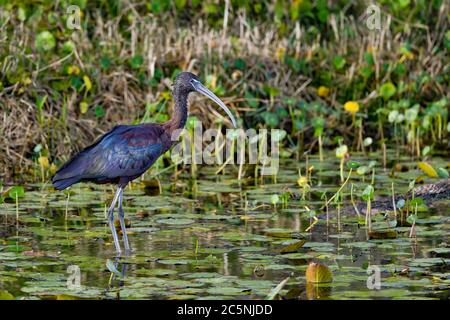 Ibis lucido nell'habitat Foto Stock