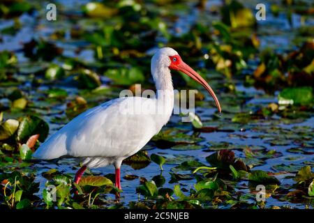 Ibis bianco in colori riproduttori Foto Stock