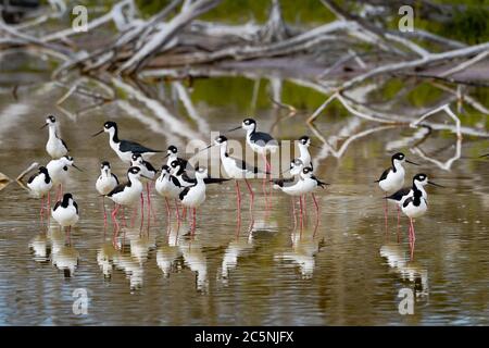 Il gruppo di palafitte dal collo nero sta foraggiando nelle Everglades Foto Stock