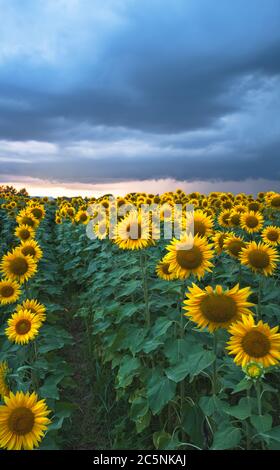 Campo di girasoli sotto un cielo tempestoso Foto Stock