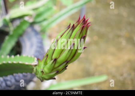 Piccoli germogli di banana con punta rossa chiara appesa ad un albero con uno sfondo molto sfocato Foto Stock