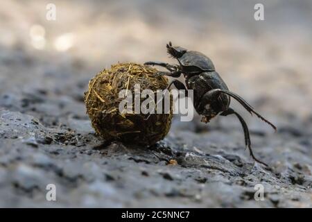 coleottero sterco risolvere problemi mentre facendo uno sforzo per rotolare una palla in salita attraverso ghiaia Foto Stock