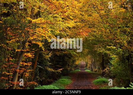 Colori d'oro autunnali nel bosco vicino a Baghot, Surrey Foto Stock