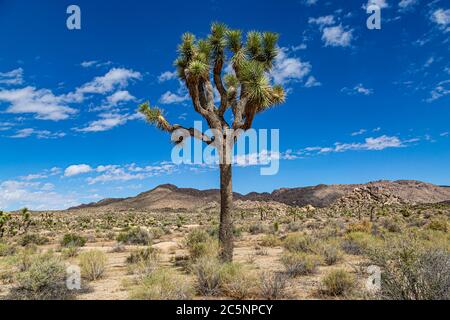 Una vista nel Joshua Tree National Park in California, in una giornata di sole Foto Stock