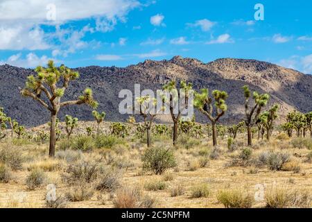 Gli alberi di Joshua che crescono nel Parco Nazionale di Joshua Tree con le montagne dietro Foto Stock