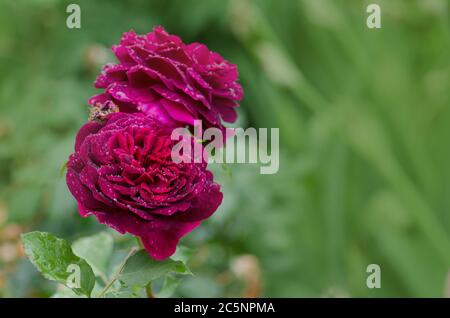 Rosa viola sul ramo nel giardino. Viola rose in giardino. Rosa viola inglese Foto Stock