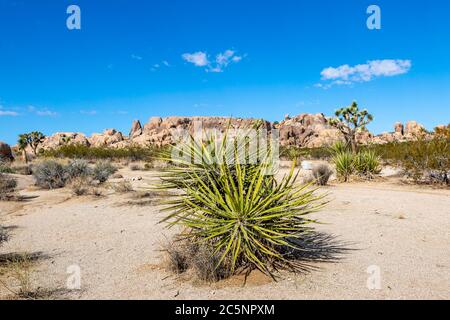 Formazioni rocciose e piante desertiche nel Joshua Tree National Park, California Foto Stock