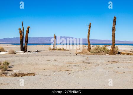 Alberi di palma morti al mare di Salton in California Foto Stock