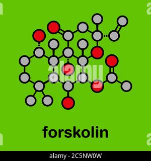 Il Forskolin (coleonol molecola). Attiva l'enzima adenil ciclasi, risultante in un aumento dei livelli di cAMP. Stilizzata di scheletro di formula (struttura chimica): gli atomi sono mostrati come codificati per colore cerchi: idrogeno (nascosto), carbonio (grigio), Ossigeno (rosso). Foto Stock