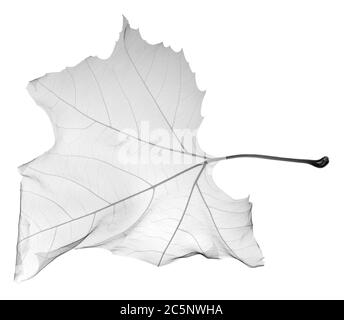 Foglia di acero (Acer sp.), raggi X. Foto Stock