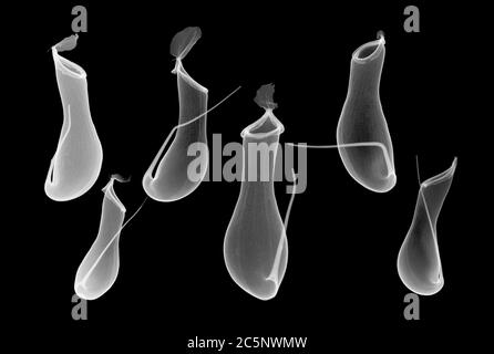 Sei caraffe (Nepenthes coccinea), radiografia. Foto Stock