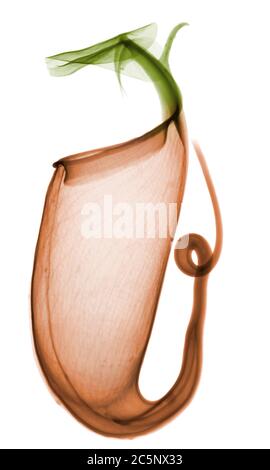 Impianto di caraffa (Nepenthes sp.), radiografia colorata. Foto Stock