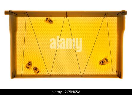 Api e nido d'ape, raggi X colorati. Foto Stock