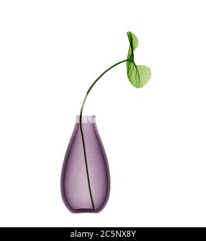 Foglia viola (Viola odorata) in vaso, colorata radiografia. Foto Stock
