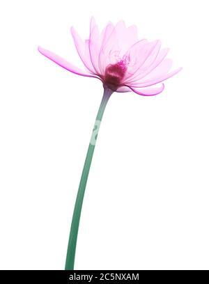 Giglio d'acqua rosa (Ninfea sp.), radiografia colorata. Foto Stock