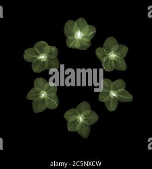 Fiori di lebore (Helleborus agtitifolius), raggi X colorati. Foto Stock