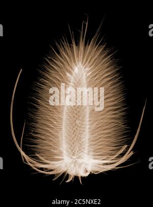 Teasel selvatico (Dipsacus fullonum), radiografia colorata. Foto Stock