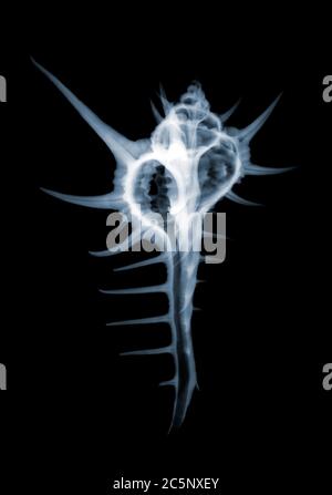 La conchiglia murex di Troschel, colorata a raggi X. Foto Stock