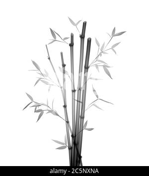 Bambù (Phyllostachys aurea), raggi X. Foto Stock