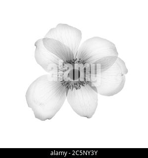 Testa di fiore anemone, raggi X. Foto Stock