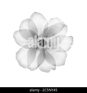 Testa di fiore anemone, raggi X. Foto Stock