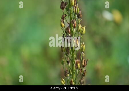 Delphinium campo per la produzione di sementi industria. Semi di Delphinium di fiori. Piantando organico in campo. Piante sono cresciute da semi. Foto Stock