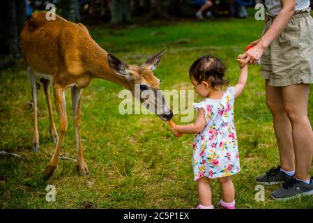 Park Omega, Canada - 3 luglio 2020: Bambina piccola che alimenta una carota Foto Stock