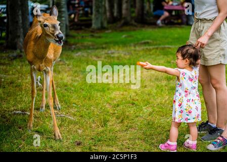 Park Omega, Canada - 3 luglio 2020: Bambina piccola che alimenta una carota Foto Stock